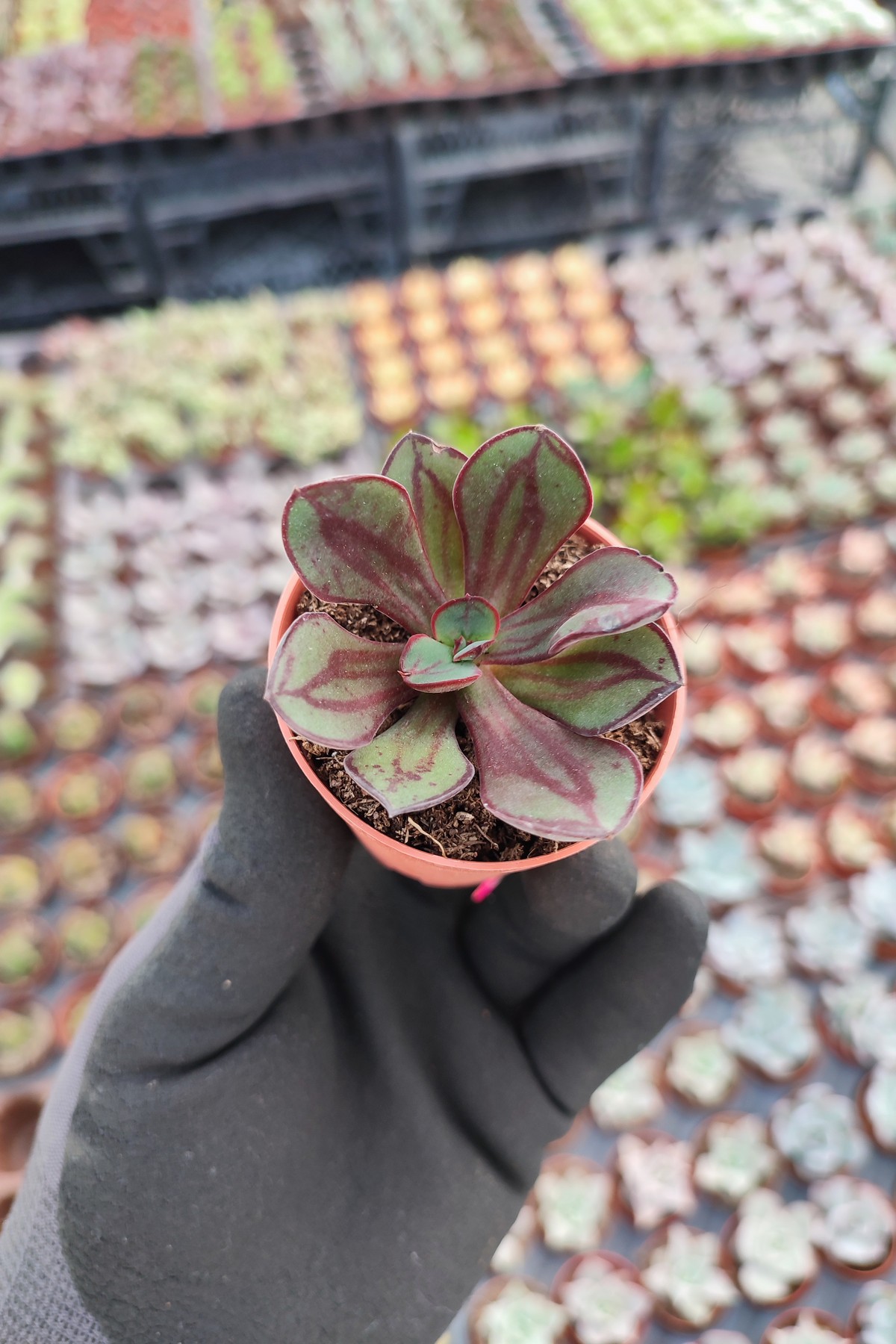 IMG_20260610_161905 Echeveria Nodulosa Maruba - Görsel 1
