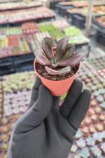 Echeveria Nodulosa Maruba - Görsel 2