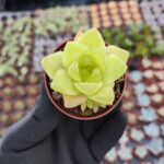 Haworthia cymbiformis
