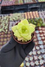 Haworthia cymbiformis