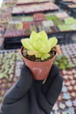 Haworthia cymbiformis - Görsel 2