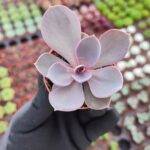 Echeveria Perle von Nürnberg Sukulent