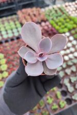 Echeveria Perle von Nürnberg Sukulent