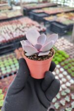 Echeveria Perle von Nürnberg Sukulent - Görsel 2