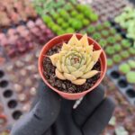 Graptoveria silverstar