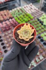Graptoveria silverstar