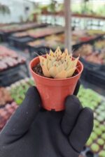 Graptoveria silverstar - Görsel 2