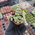 Crassula Pellucida Marginalis Variegata
