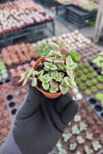 Crassula Pellucida Marginalis Variegata