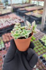 Crassula Pellucida Marginalis Variegata - Görsel 2
