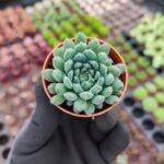 Echeveria setosa var rundelli