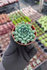 Echeveria setosa var rundelli