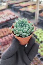 Echeveria setosa var rundelli - Görsel 2