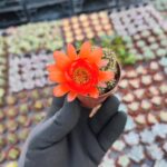Chamaecereus hybrid (Kırmızı Çiçekli)