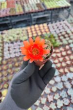 Chamaecereus hybrid (Kırmızı Çiçekli)
