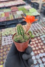 Chamaecereus hybrid (Kırmızı Çiçekli) - Görsel 2