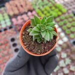 Crassula Exilis ssp. Schmidtii