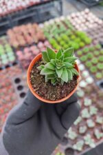 Crassula Exilis ssp. Schmidtii