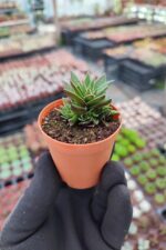 Crassula Exilis ssp. Schmidtii - Görsel 2