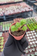 Sedum Multiceps Bonsai - Görsel 2