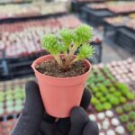 Sedum Multiceps Bonsai
