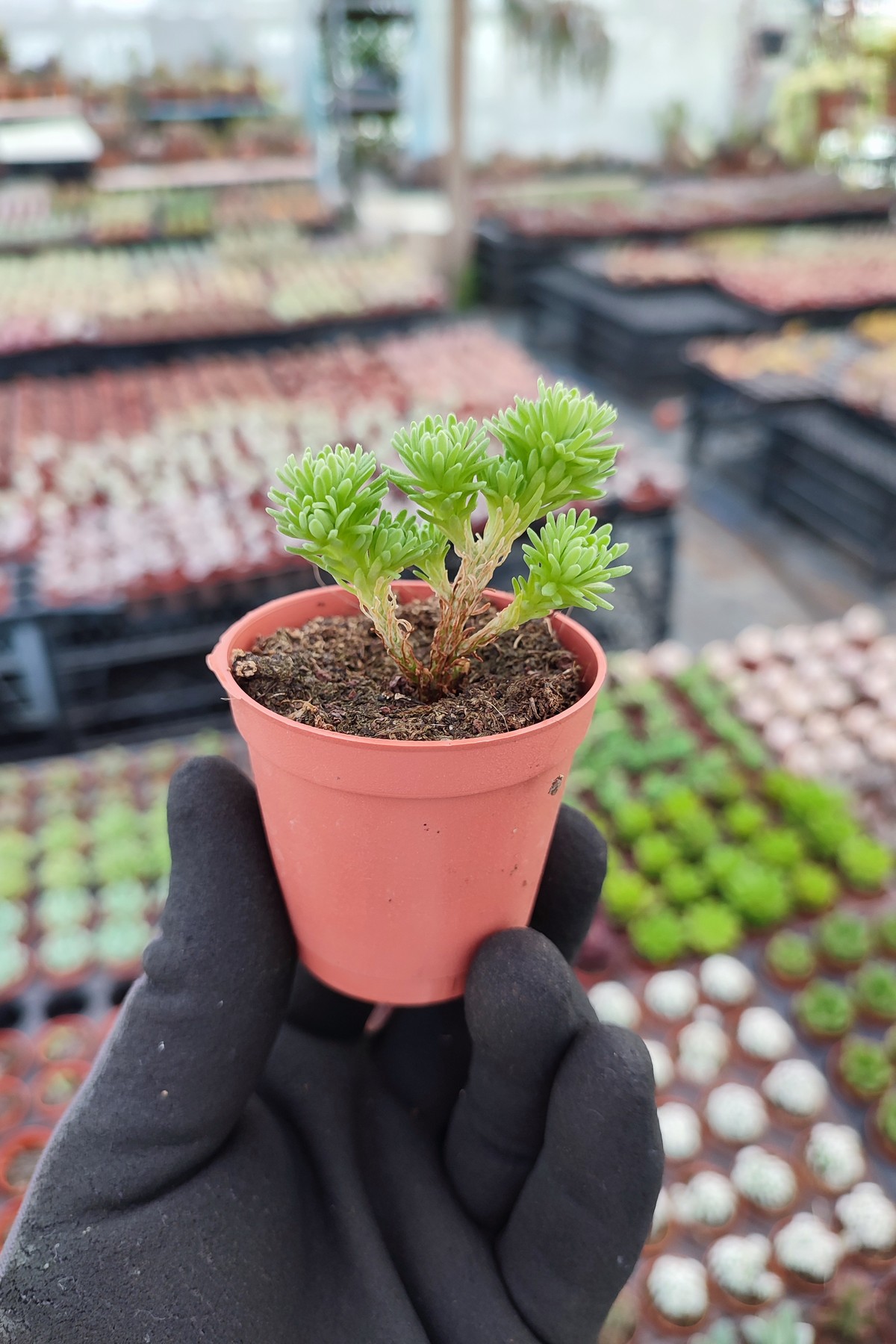 IMG_20260610_162847 Sedum Multiceps Bonsai - Görsel 1