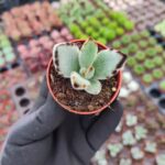 Kalanchoe Panda Plant