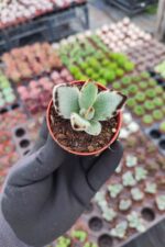 Kalanchoe Panda Plant