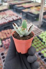 Kalanchoe Panda Plant - Görsel 2