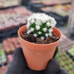 Mammillaria Gracilis ( Kar Topu Kaktüs )