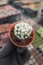 Mammillaria Gracilis ( Kar Topu Kaktüs ) - Görsel 2