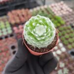 Sempervivum arachnoideum spider