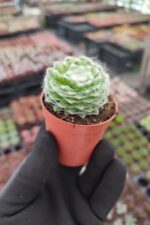 Sempervivum arachnoideum spider - Görsel 2
