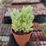 Sedum Morganium Sukulent (Sarkan Tür)
