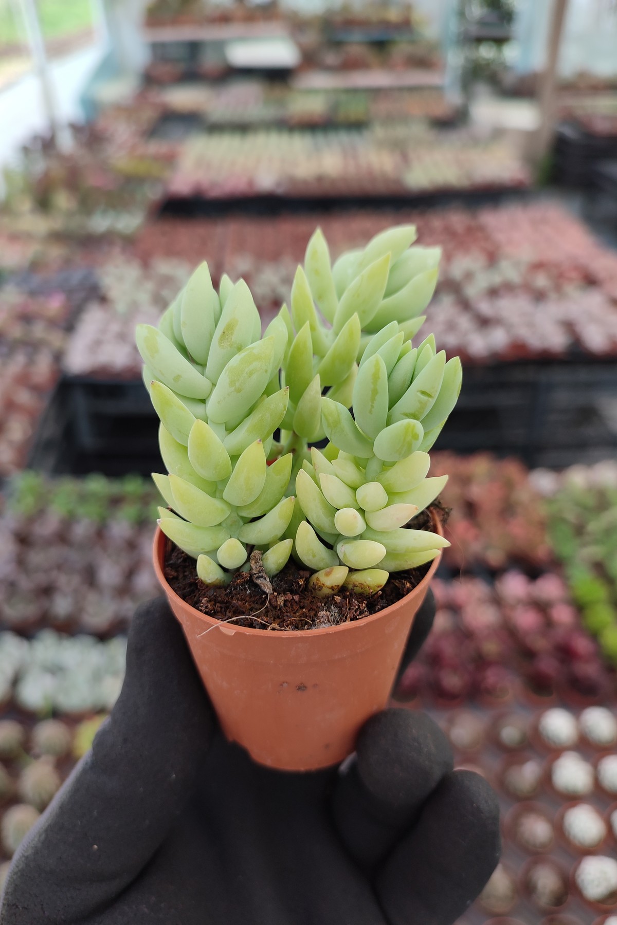 IMG_20260610_163309 Sedum Morganium Sukulent (Sarkan Tür) - Görsel 1