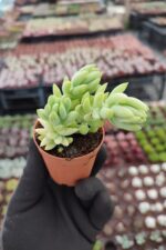 Sedum Morganium Sukulent (Sarkan Tür) - Görsel 2