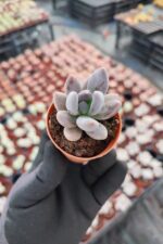 Pachyveria Blue Mist Sukulent - Görsel 2