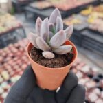 Pachyveria Blue Mist Sukulent