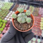 Euphorbia Globasa