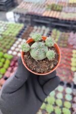 Euphorbia Globasa