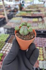 Euphorbia Globasa - Görsel 2