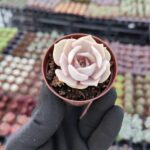 Echeveria Lilacina