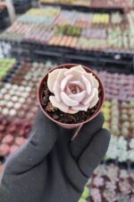 Echeveria Lilacina