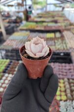 Echeveria Lilacina - Görsel 2