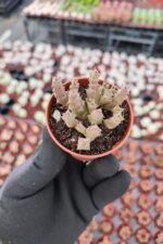 Orbea variegata f. Minima Leş Kaktüs - Görsel 2