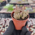 Orbea variegata f. Minima Leş Kaktüs