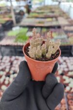 Orbea variegata f. Minima Leş Kaktüs
