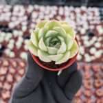 Echeveria Hercules