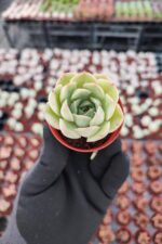 Echeveria Hercules