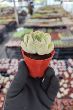 Echeveria Hercules - Görsel 2